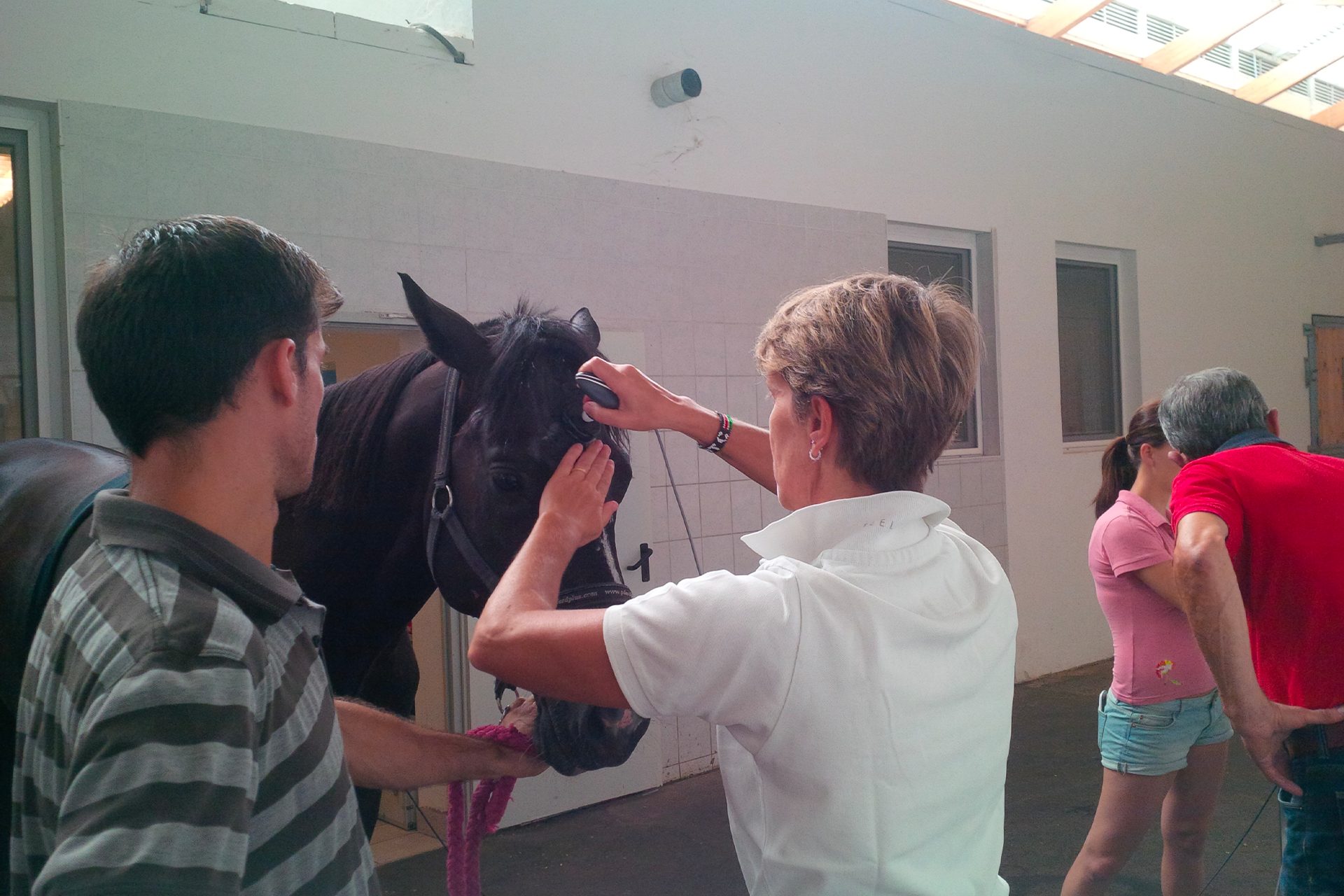 Pferderklinic_Vienna2 (1)